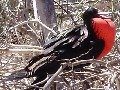 Prachtfregattvogel mit aufgeblasenem Kehlsack