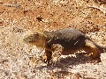 Landleguan auf der Galapagos-Insel Nord Seymour